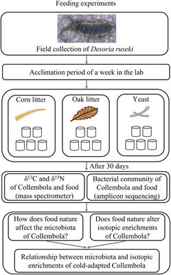 Food origin influences microbiota and stable isotope enrichment profiles of cold-adapted Collembola (Desoria ruseki)